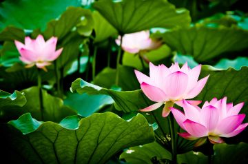 ▌专业解读 | 资产配置新范式：FOF基金全解析（一）